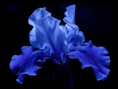 Sternbild der Iris ...