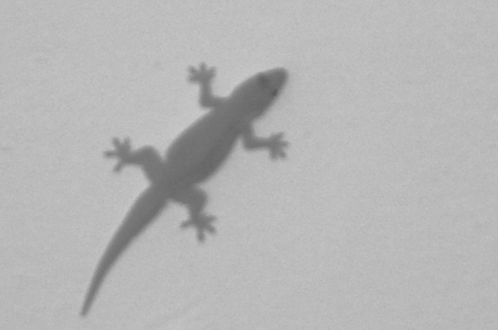 Sternbild Gecko
