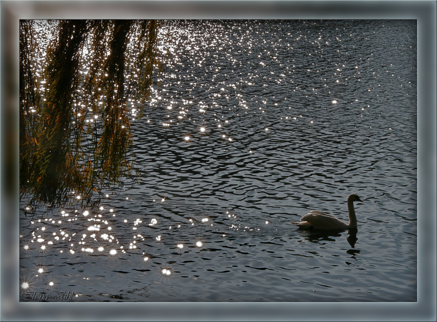 Sternbild ,,Schwan''