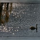 Sternbild ,,Schwan''