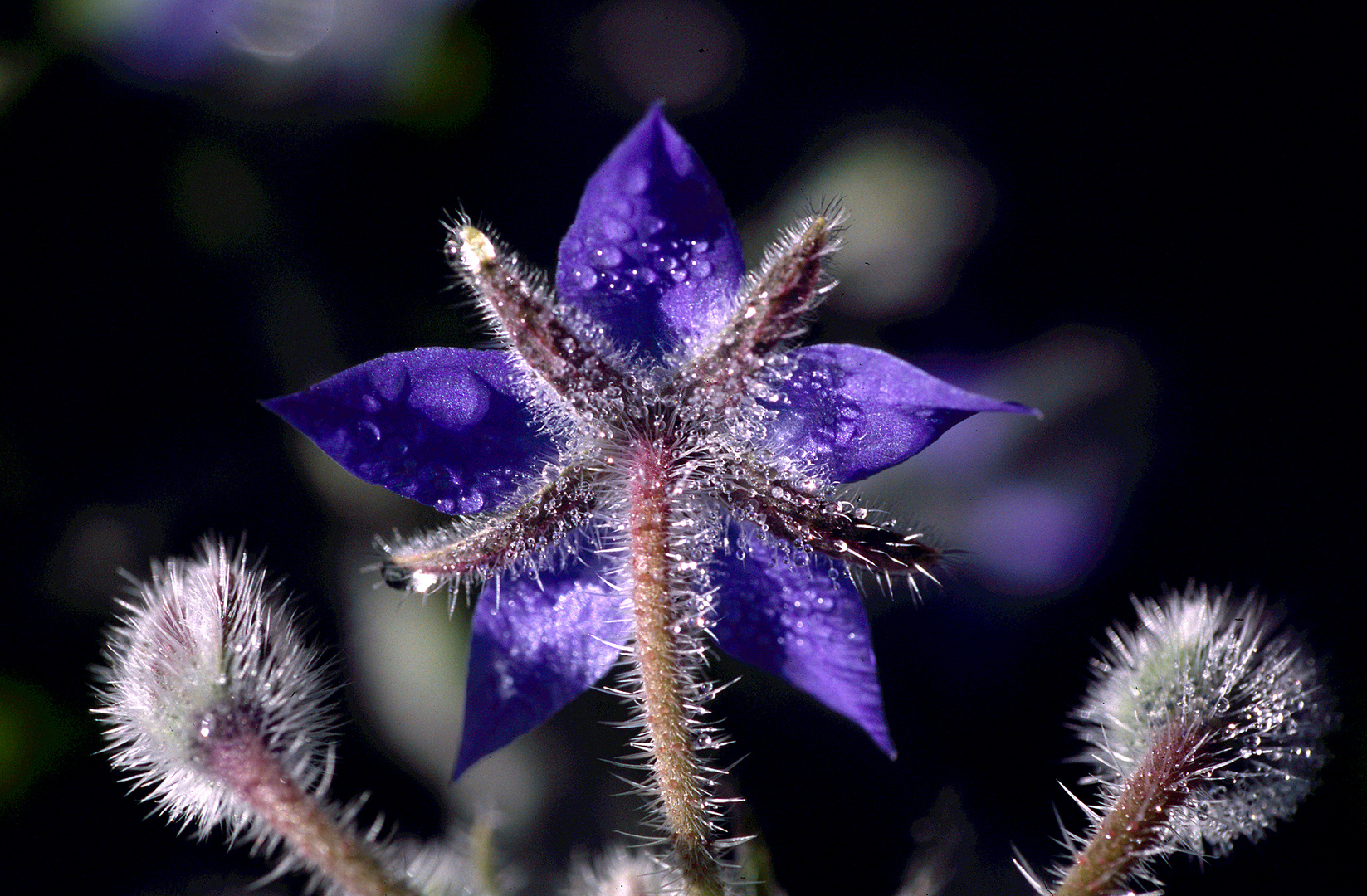 Sternblüte mit Tropfen