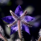 Sternblüte mit Tropfen