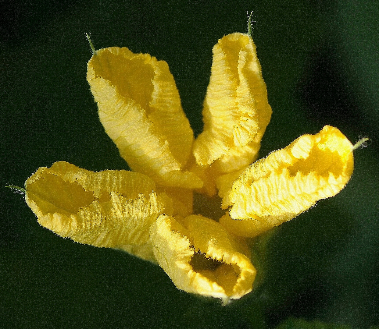 Sternblüte/Blütenstern