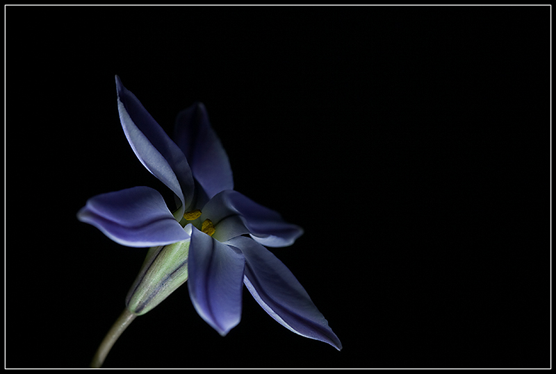 Sternblume Blau