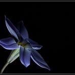 Sternblume Blau