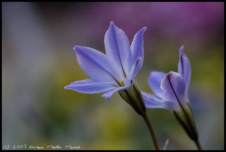 Sternblume Blau am Morgen