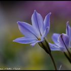 Sternblume Blau am Morgen