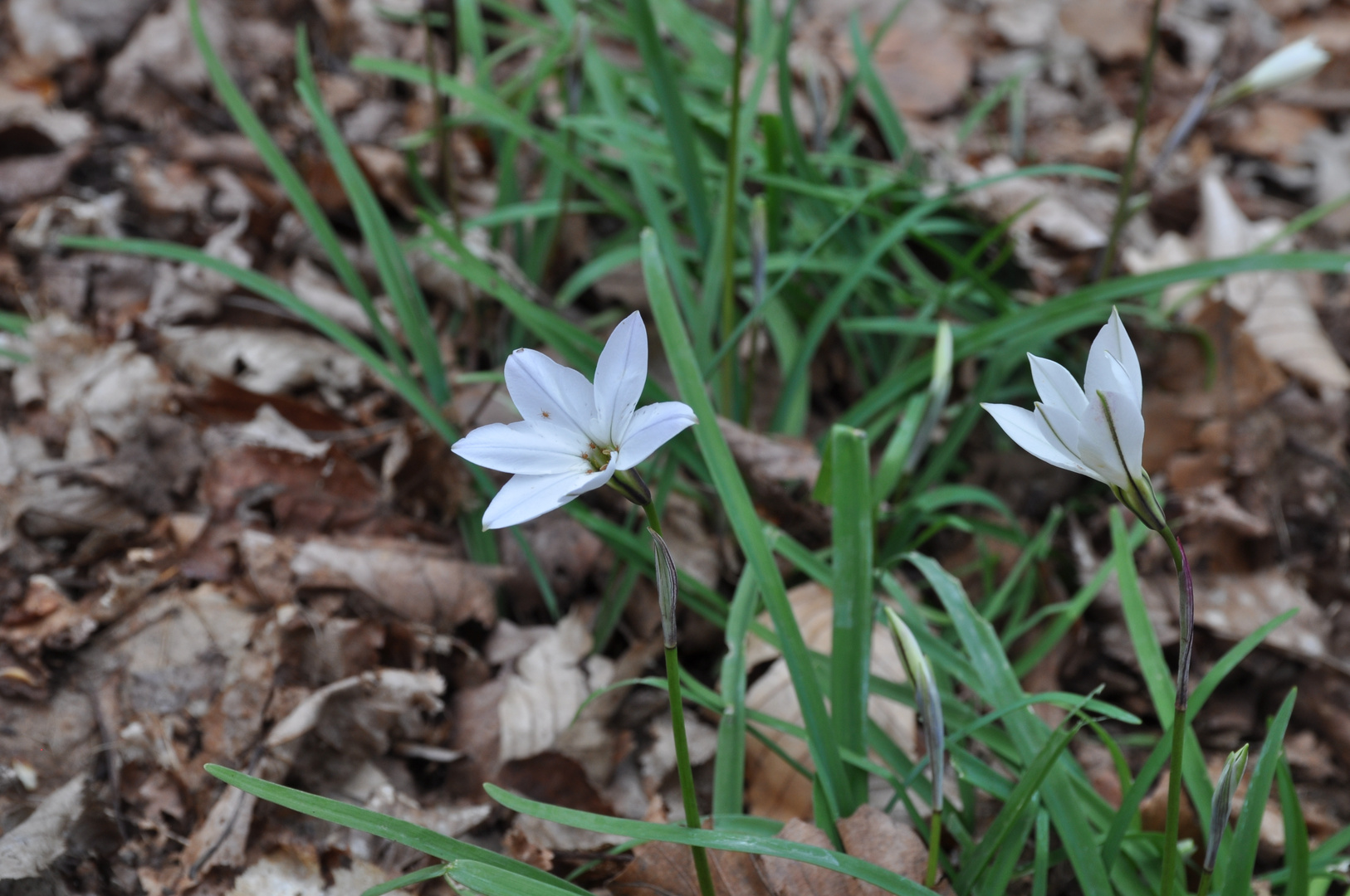 Sternblume