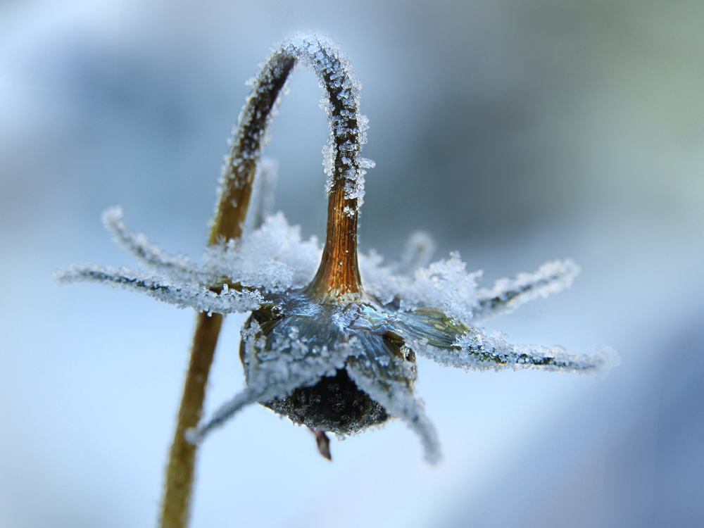 Sternblume im Winter