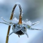 Sternblume im Winter