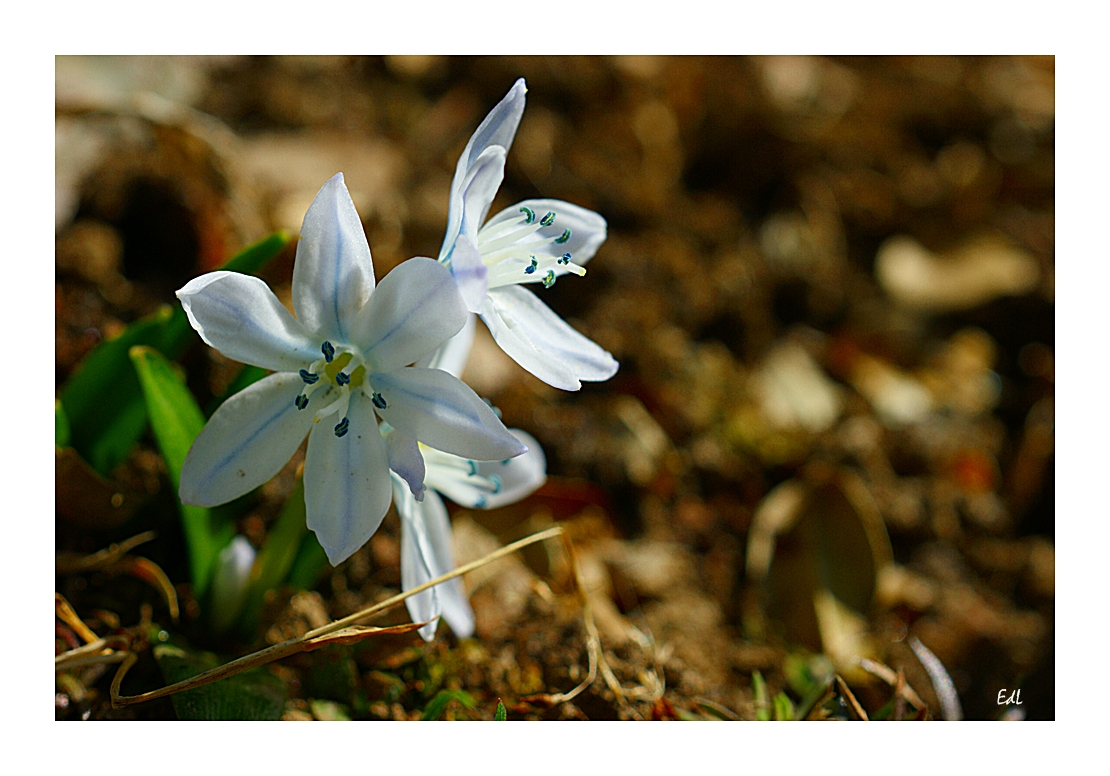 Sternblume (Scilla)