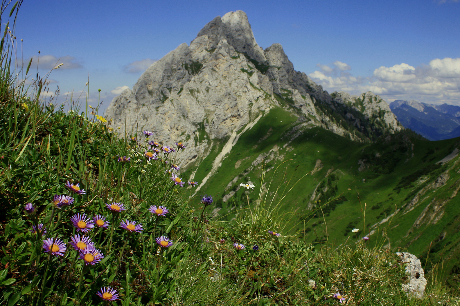 Sternblumen!