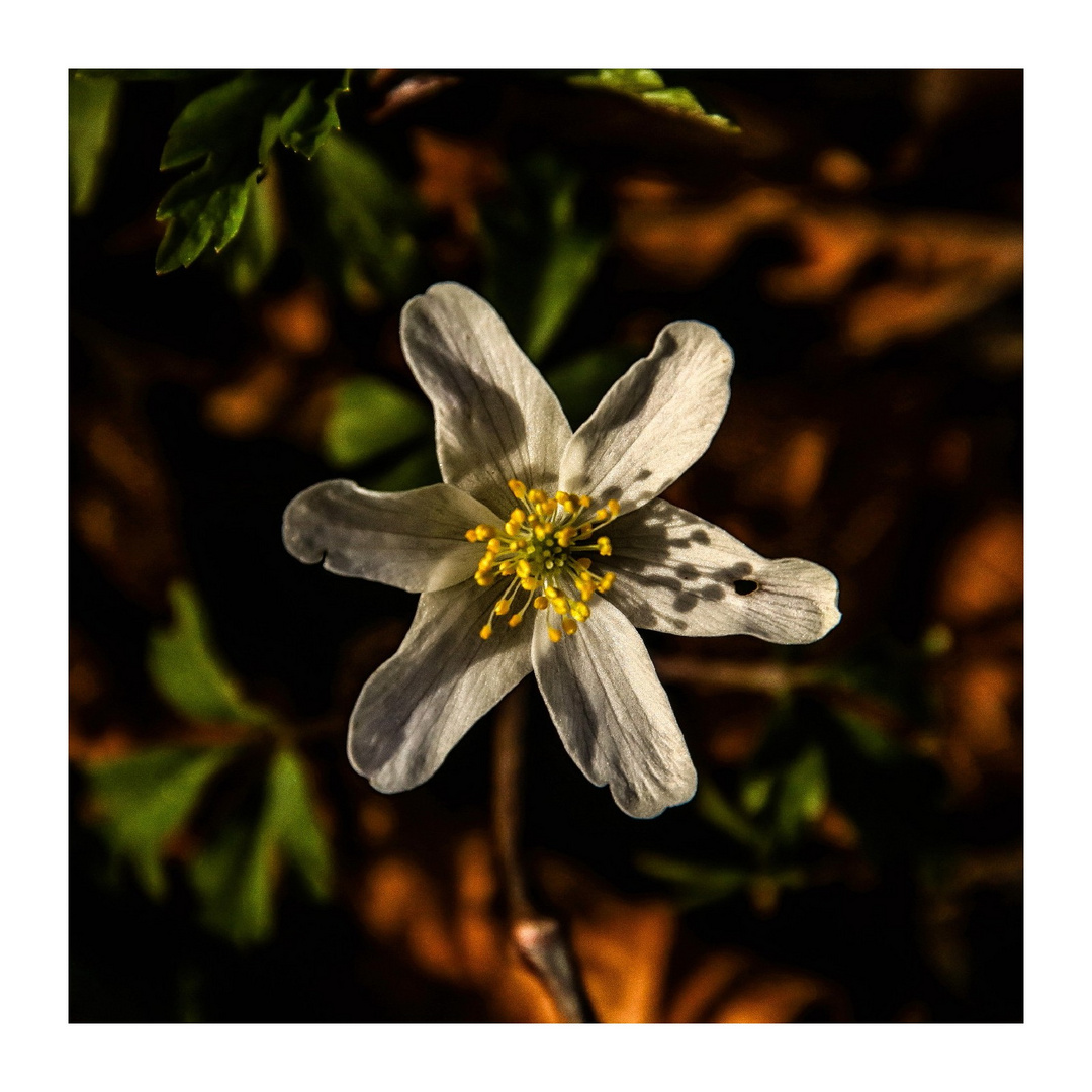 Sternchen Foto & Bild | art, world, licht Bilder auf fotocommunity