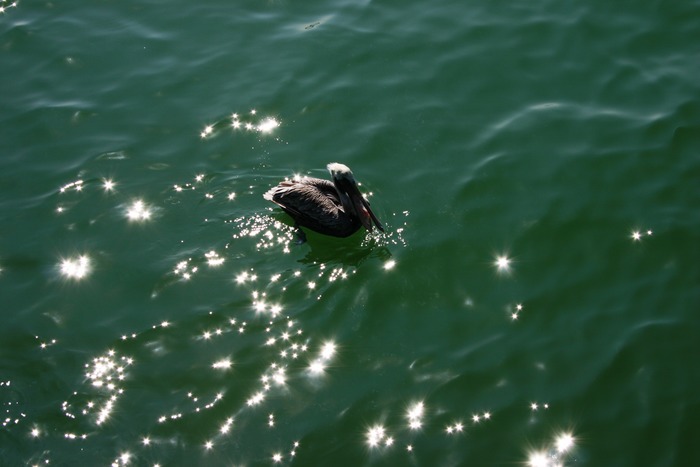 Sternchen im Meer