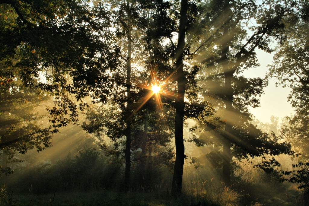 Sternchen im Wald...