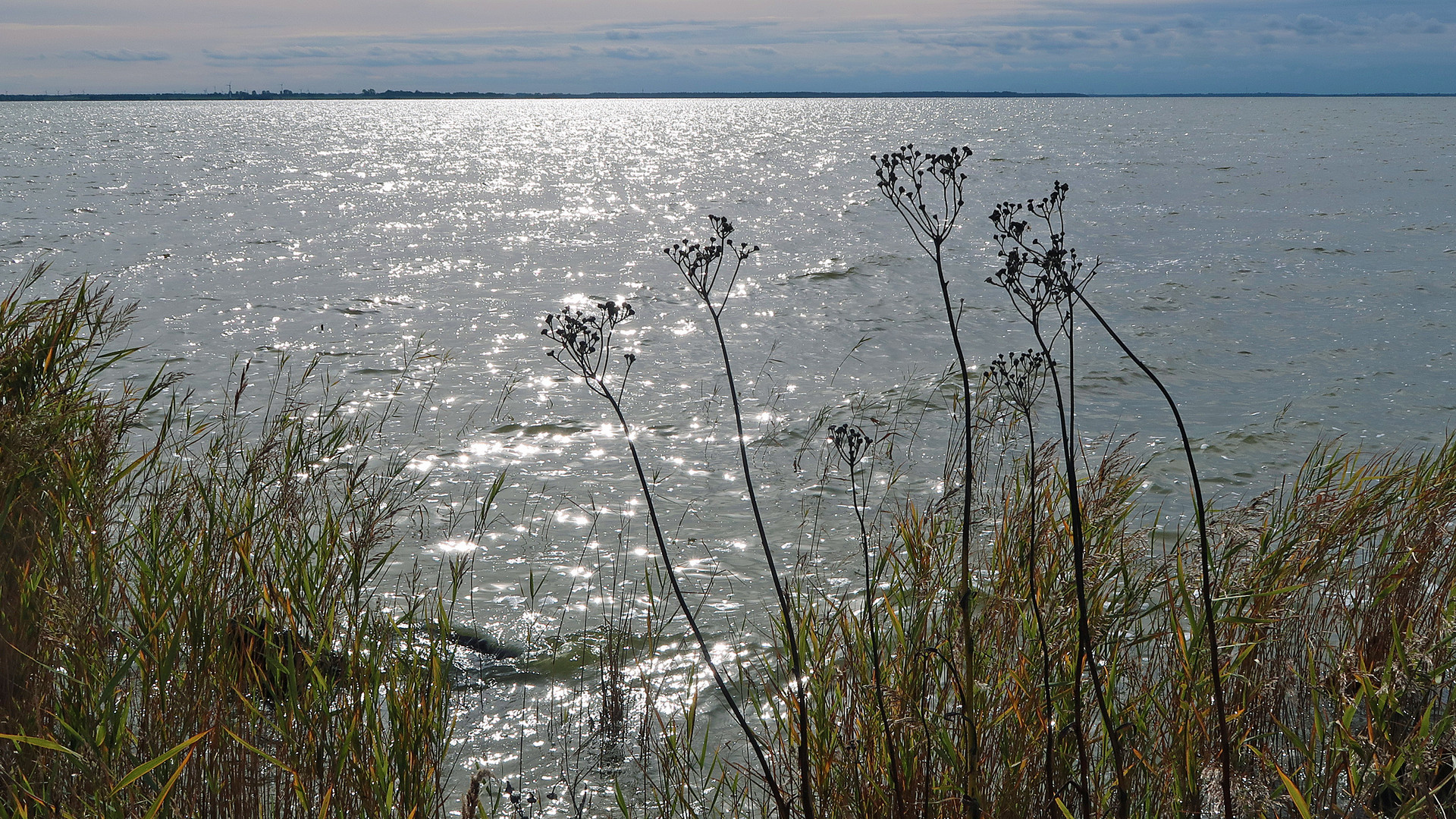 Sternchen im Wasser