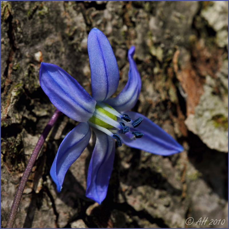 Sternchen in Himmelblau