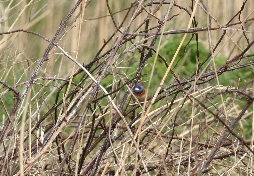 Sternchen in Kehle in Brombeere