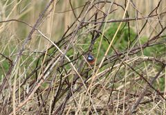 Sternchen in Kehle in Brombeere