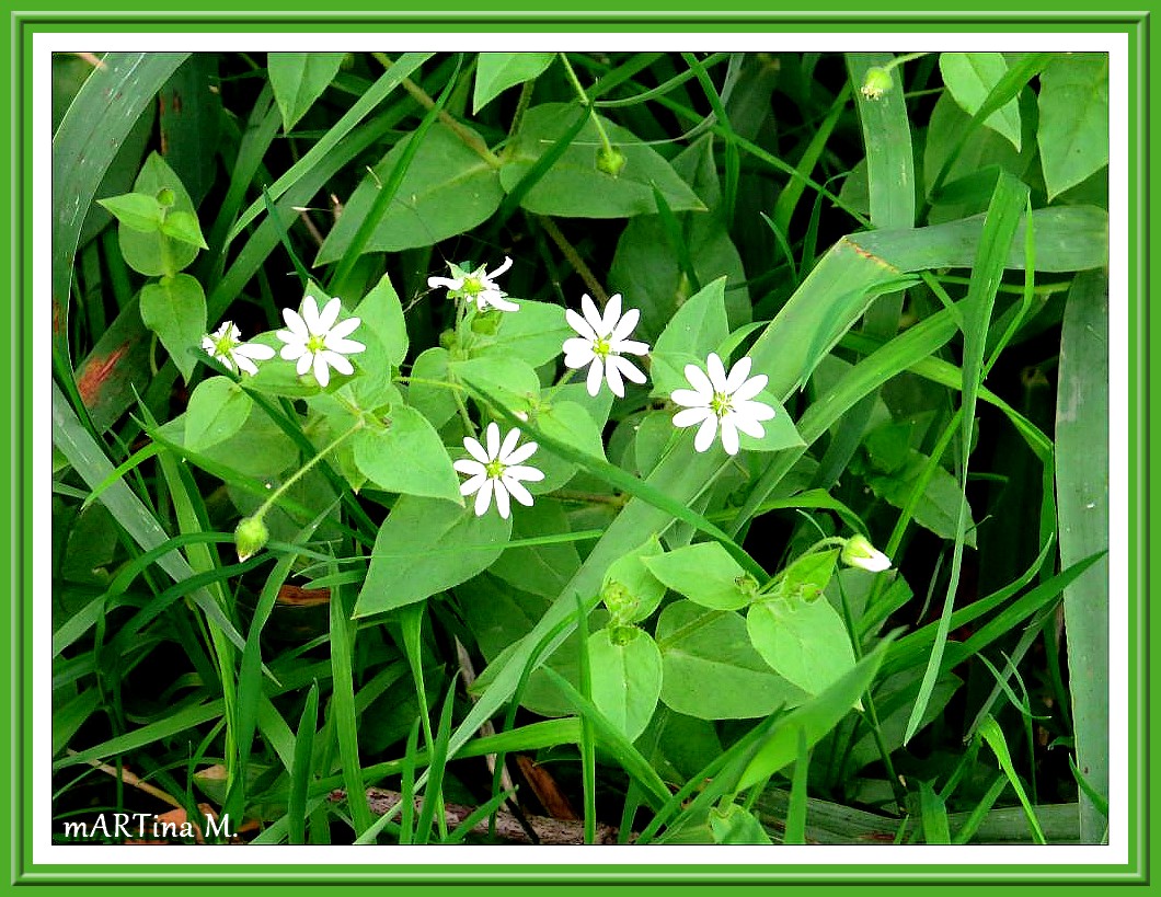 Sternchen (mit Gedicht)