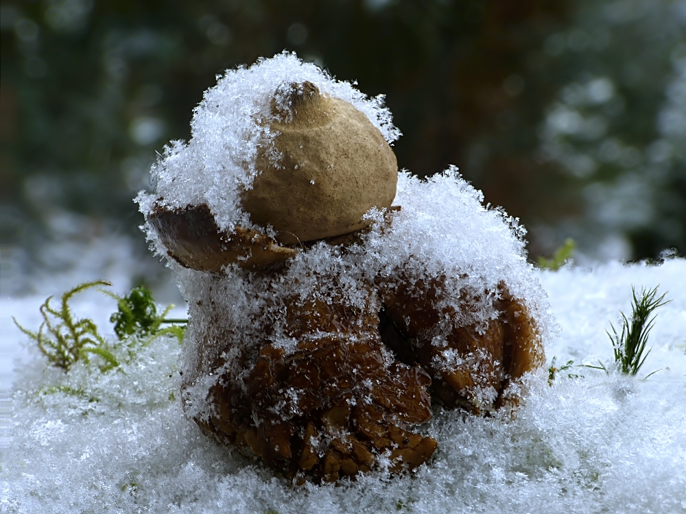 Sternchen mit vielen Eissternchen