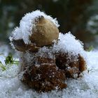 Sternchen mit vielen Eissternchen