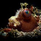 Sternchen-Schleimfisch - Blenny - Salarias ramosus