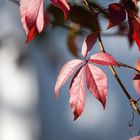 Sternchenförmige Blätter in leuchtend Rot