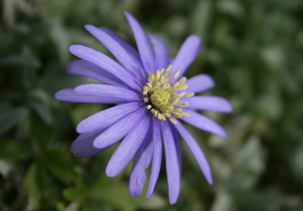 Sternclematis