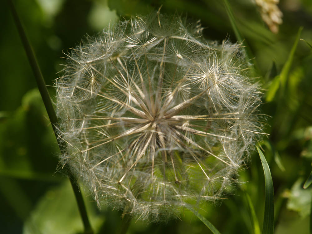 Sterndal-Kugel alias Löwenzahnblüte