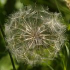 Sterndal-Kugel alias Löwenzahnblüte