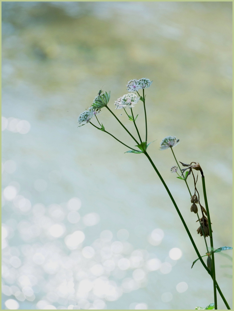 Sterndolde am Teich