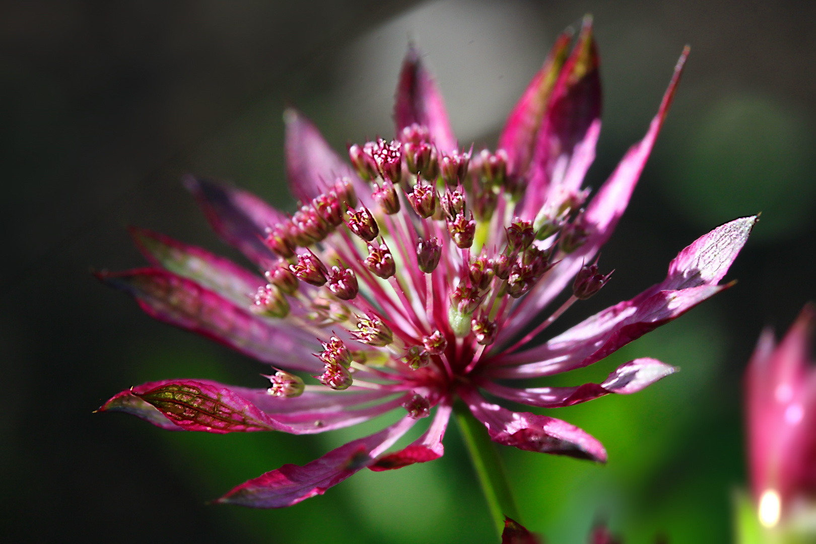 Sterndolde (Astrantia)