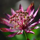 Sterndolde (Astrantia)