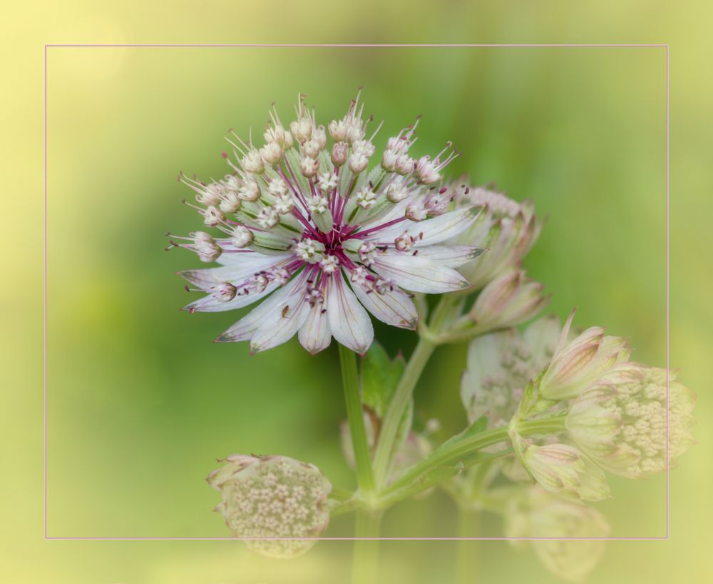 Sterndolde - Astrantia