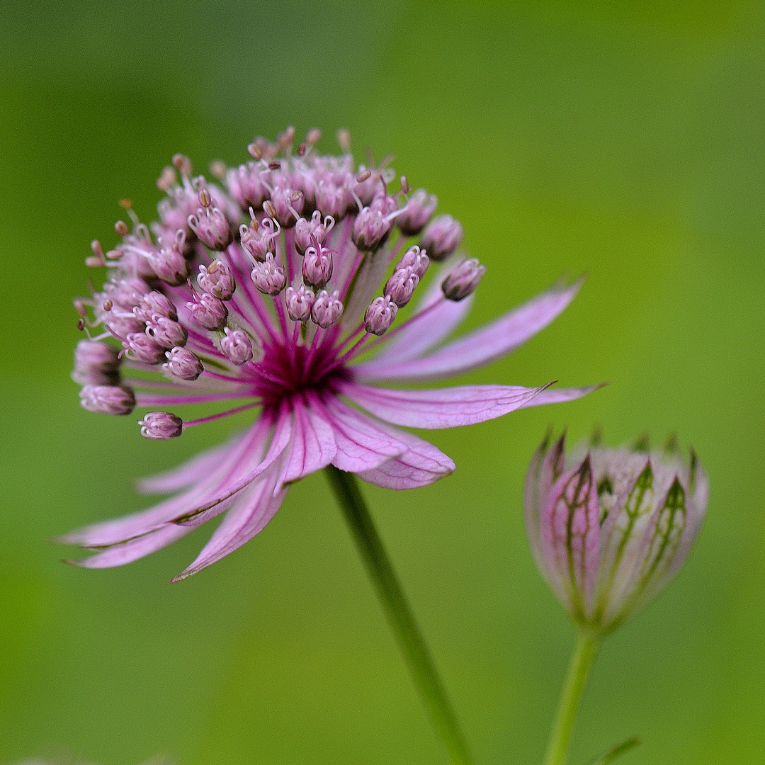 Sterndolde (Astrantia major)