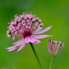 Sterndolde (Astrantia major)