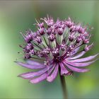 Sterndolde (Astrantia major)