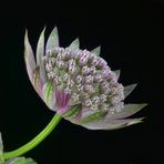Sterndolde - Geöffnete Blüte