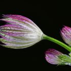 Sterndolde - Geschlossene Blüte