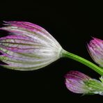 Sterndolde - Geschlossene Blüte