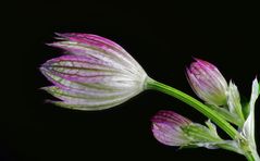 Sterndolde - Geschlossene Blüte