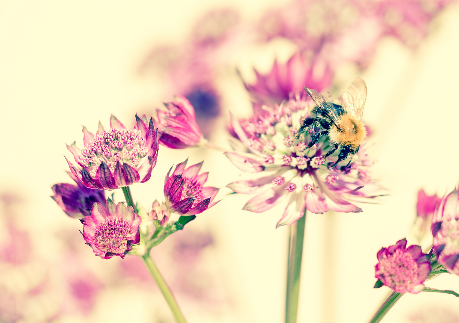 Sterndolde mit Hummel-Besuch