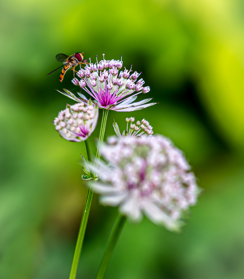 Sterndolde mit Insektenbesuch