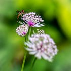 Sterndolde mit Insektenbesuch