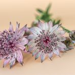 Sterndolden - Astrantia