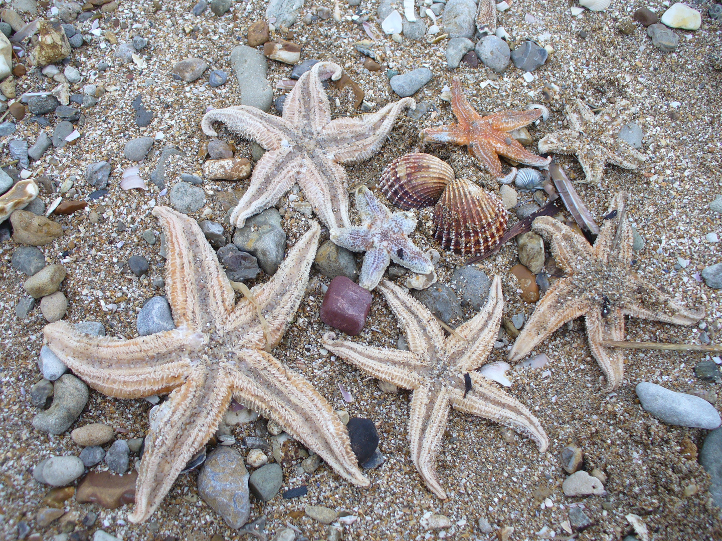 Sterne am Strand