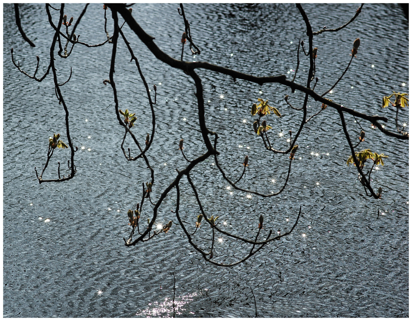 Sterne auf dem Teich