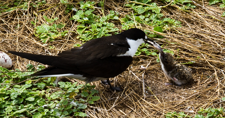 sterne fulligineuse et son poussin