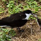 sterne fulligineuse et son poussin